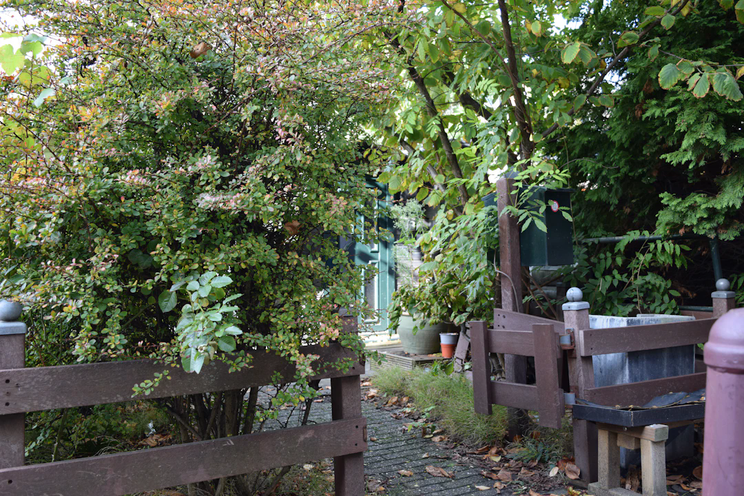 A lush backyard garden with dense green foliage, wooden fences, and a stone path leading to a patio area. There are potted plants, a green mailbox, and garden furniture visible among the trees and shrubs.