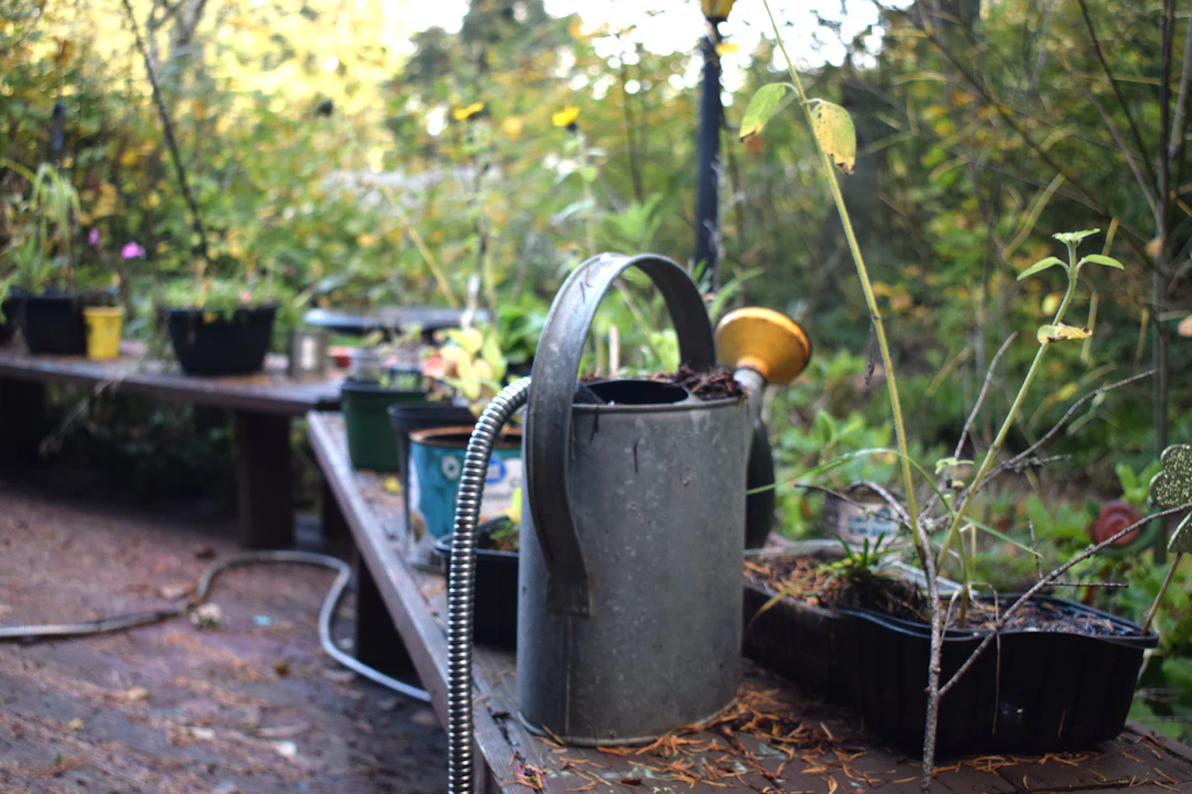 A close-up view of a metal watering can sitting on a wooden table in a garden, surrounded by small potted plants and seedlings. The background is filled with green foliage, and the scene appears to be outdoors, possibly in a backyard or community garden.