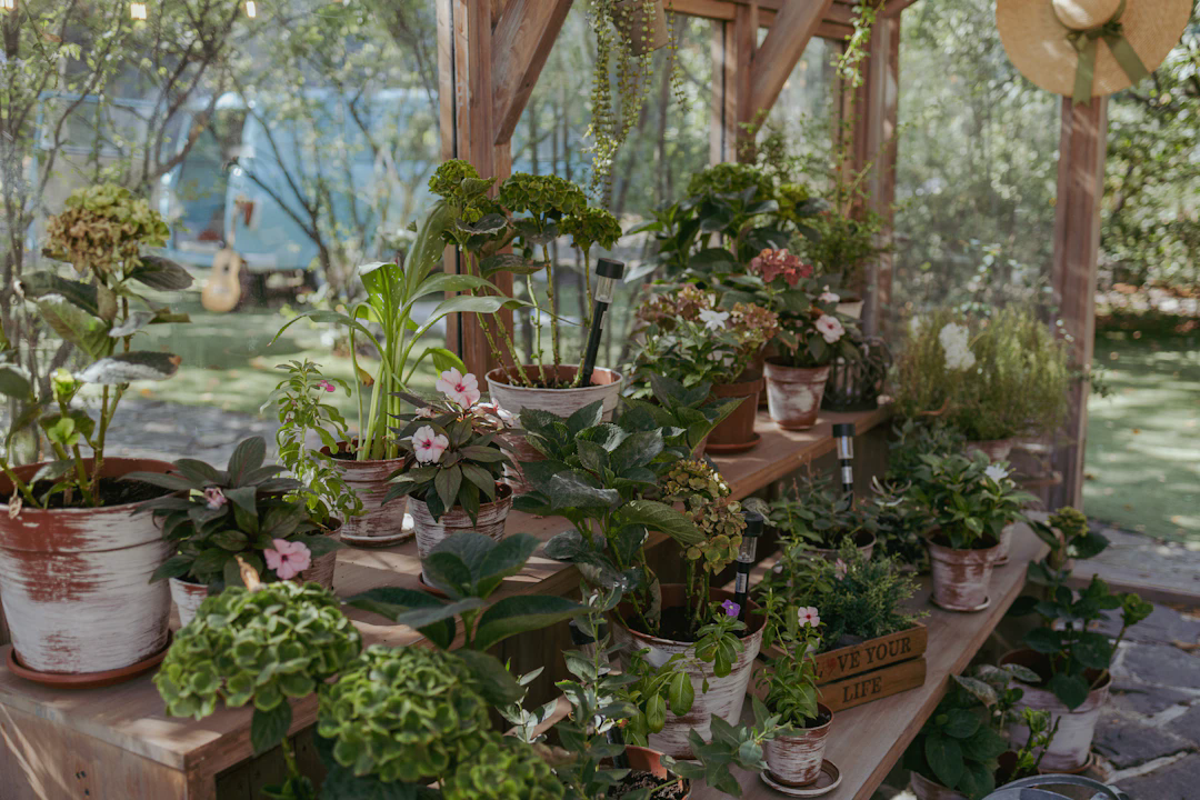 A collection of various potted plants and flowers arranged on wooden shelves in an outdoor greenhouse or garden setting. There is a wooden structure providing partial shade, and sunlight filters through the trees in the background. Some of the pots are rustic with a whitewashed finish, and a straw hat is hanging on the wooden post. The background includes greenery, a blue vehicle, and an acoustic guitar leaning against it. A collection of various potted plants and flowers arranged on wooden shelves in an outdoor greenhouse or garden setting. There is a wooden structure providing partial shade, and sunlight filters through the trees in the background. Some of the pots are rustic with a whitewashed finish, and a straw hat is hanging on the wooden post. The background includes greenery, a blue vehicle, and an acoustic guitar leaning against it.