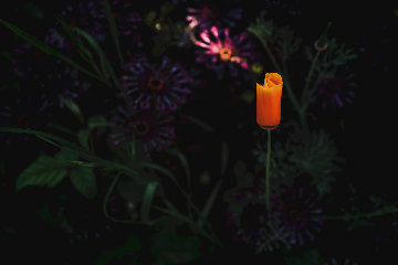 A single orange flower stands out sharply against a dark, blurred background with purple flowers and green foliage, drawing focus to its vivid color.
